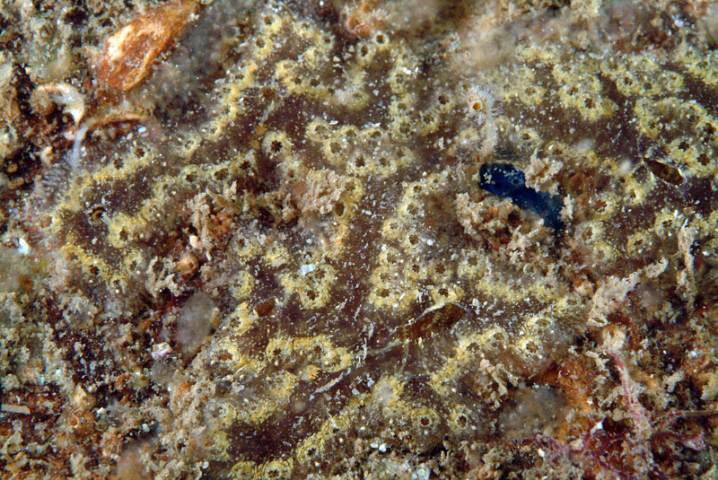 Botryllus schlosseri ?